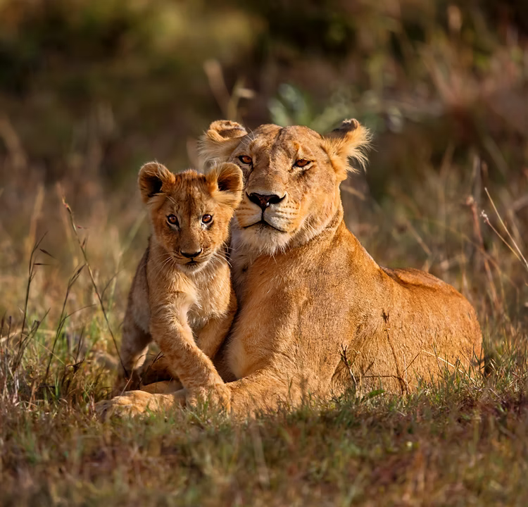 Wildlife in the wild