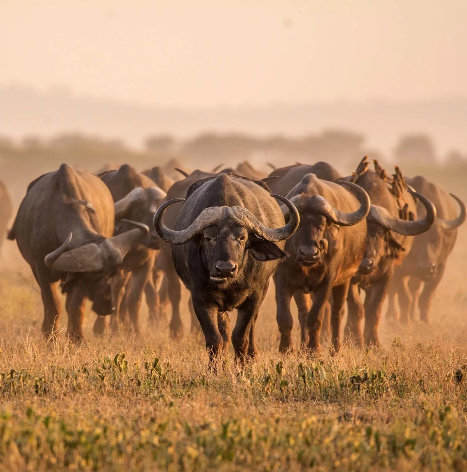 A herd of Elephants drinking water in Serengeti African Safaris - Tanzania