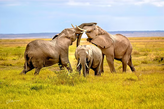 Safari Vehicle During Game Drive at Serengeti with Stan Safaris