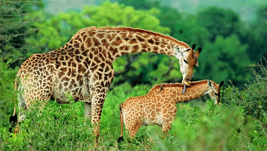 A cheetah on top of the safari vehicle during Game Drive in Masai Mara, Kenya with Stan Safaris