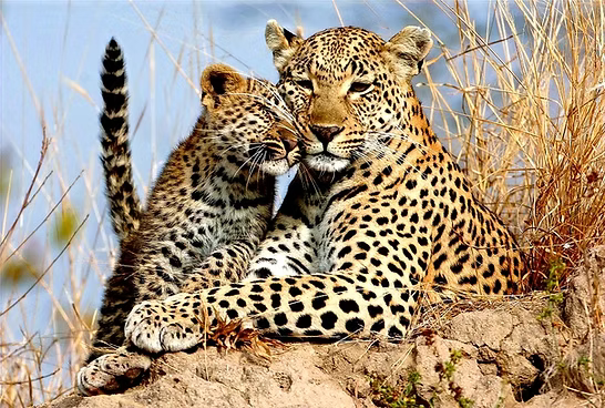 Luxury Lodge - Stan Safaris partner
