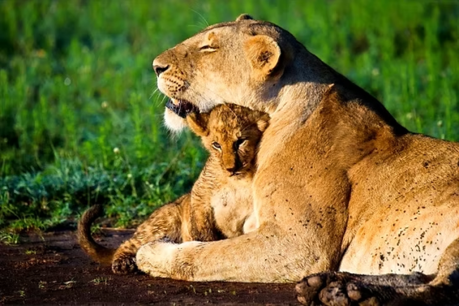 Day 3: Ngorongoro to Central Serengeti