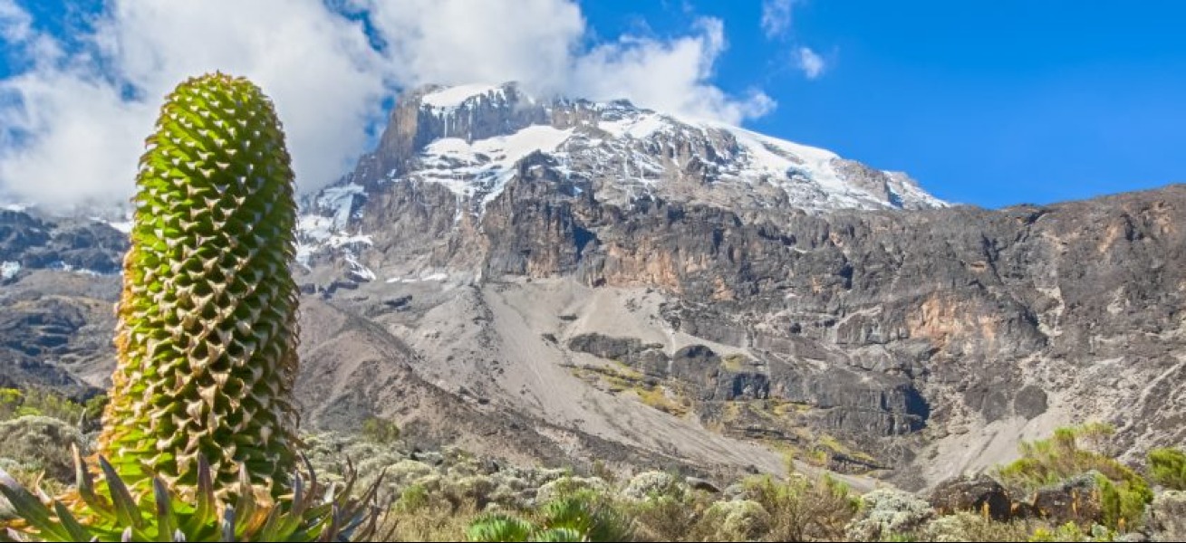 Lemosho Route – 8 Days / 7 Nights Kilimanjaro Trek