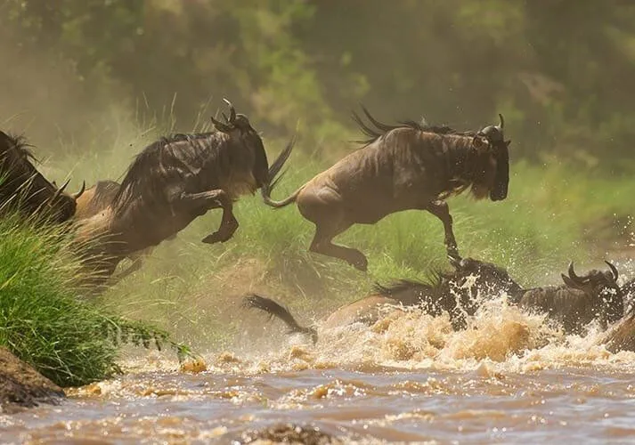 8-Day Classic Great Migration Safari – Tanzania