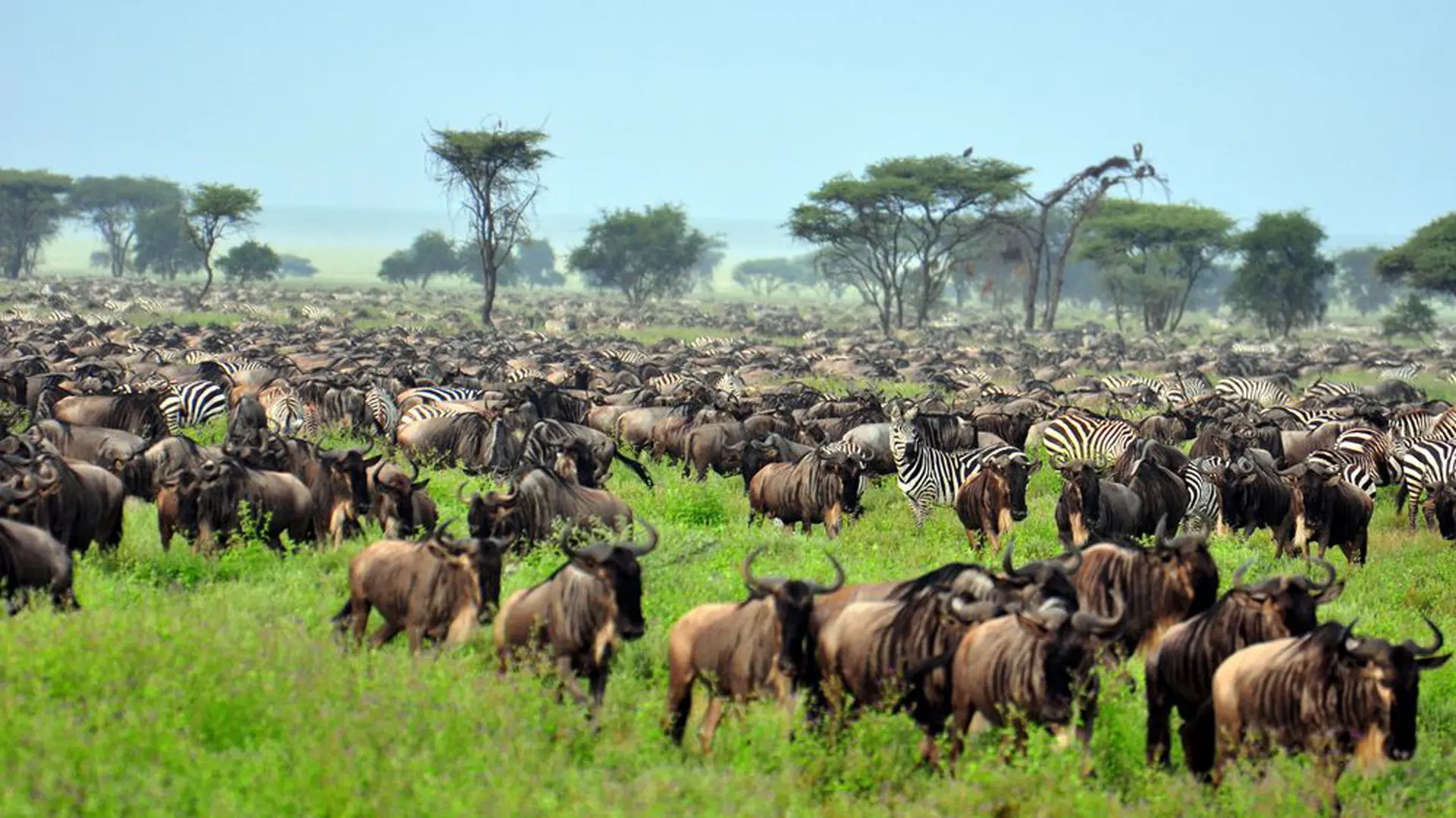 Day 4: Central Serengeti