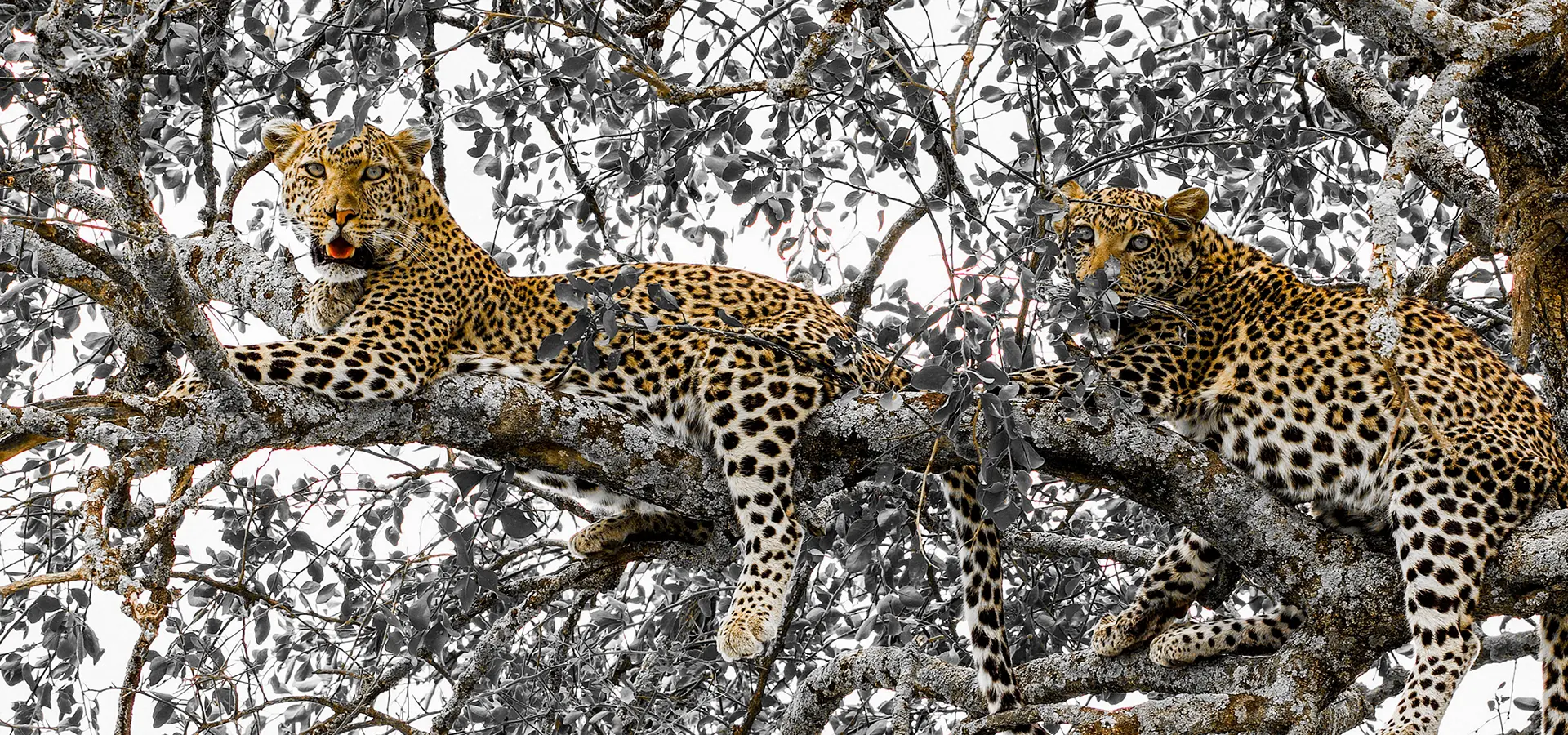 A herd of Elephants drinking water in Serengeti African Safaris - Tanzania