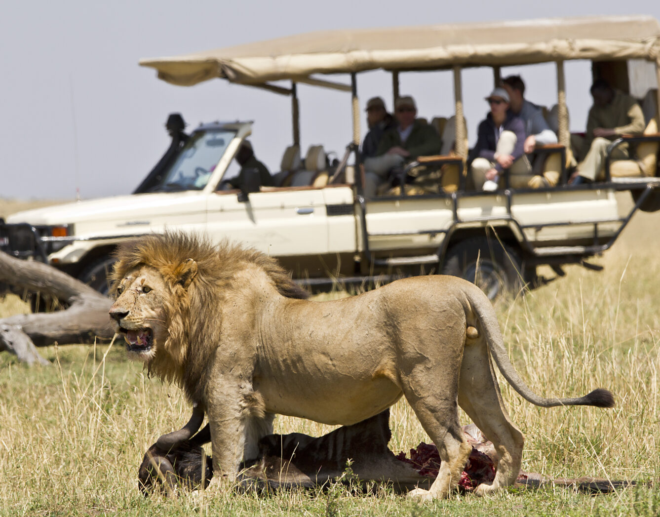 Day 4: Full Day Game Drives in Central Serengeti
