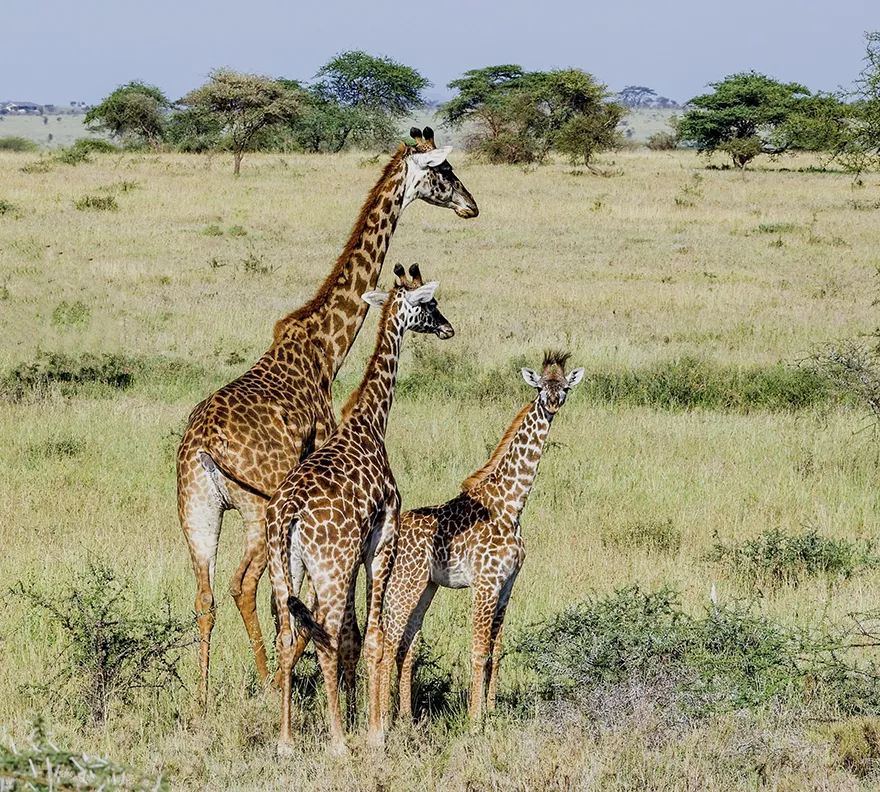 Day 3: Southern Serengeti